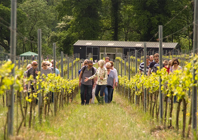 Things to Do in Guildford – Albury Vineyard