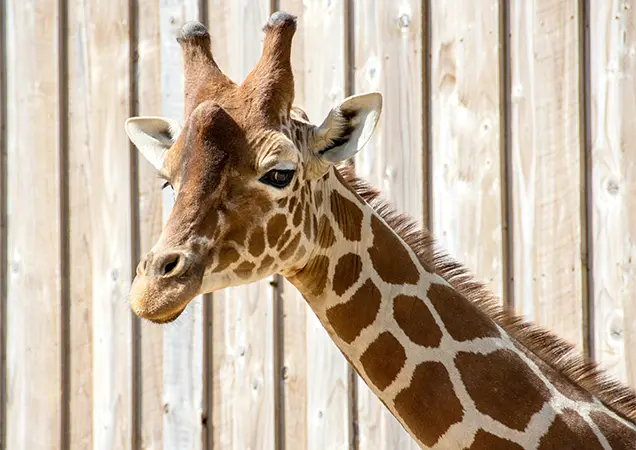 Things to Do in Guildford - Chessington World of Adventures
