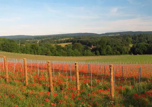 Things to Do in Guildford – Albury-Vineyard