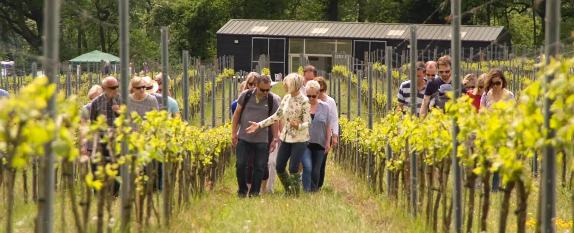 Things to Do in Guildford – Food & Drink - Albury Vineyard