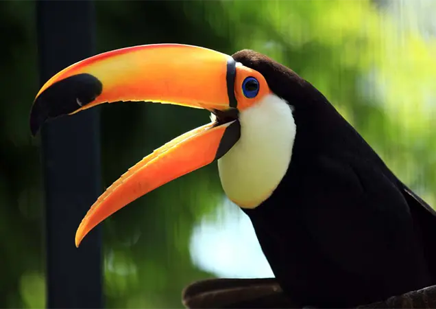 Things to do in Guildford - Birdworld Surrey