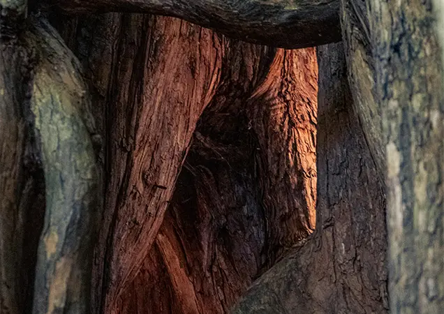 Things to do in Guildford - The Yew Tree Project